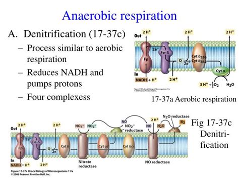 PPT - Anaerobic respiration PowerPoint Presentation - ID:5967070