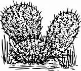 Beautiful Cactus Coloring Pages PDF  Coloringfoldercom sketch template