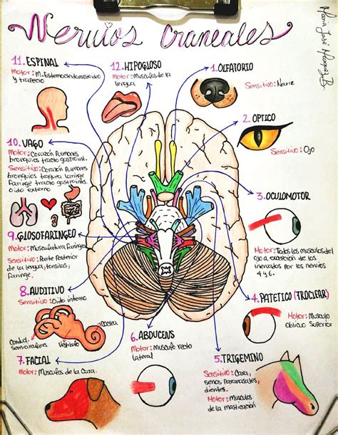 Pares Craneales Anatomia Y Fisiologia Humana Anatomia Y Fisiologia | Hot Sex Picture