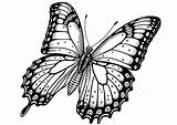 Mariposas Farfalle Moeilijk Vlinders Colorat Fluturi Zentangle  sketch template