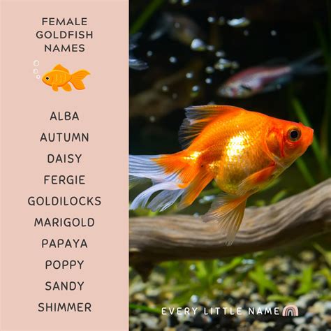 230+ Best Goldfish Names (Adorable, Funny, and Cool) - Every Little Name