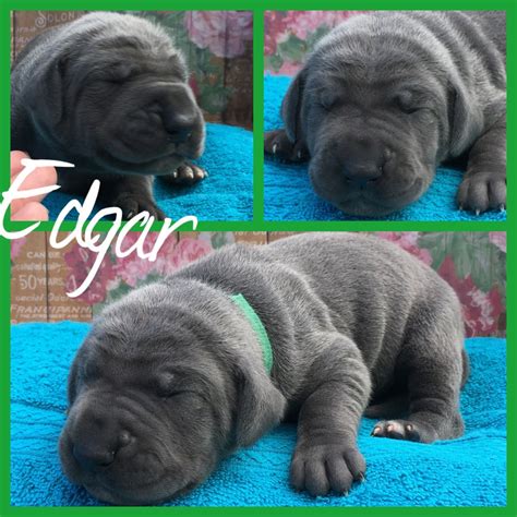 Great Dane Puppies For Sale | Fayetteville, NC #165774