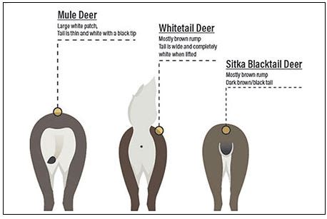 Mule deer, white-tailed deer expand range into Alaska