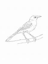 Mockingbird coloring Pages  SeaColoring sketch template