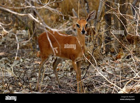 The steenbok (Raphicerus campestris) is a common small antelope of southern and eastern Africa ...