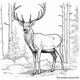 Free Rocky Mountain Elk Coloring Page Download  sketch template