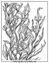 Seaweed Coloring Pages Free Downloads  Sheets For Kids sketch template