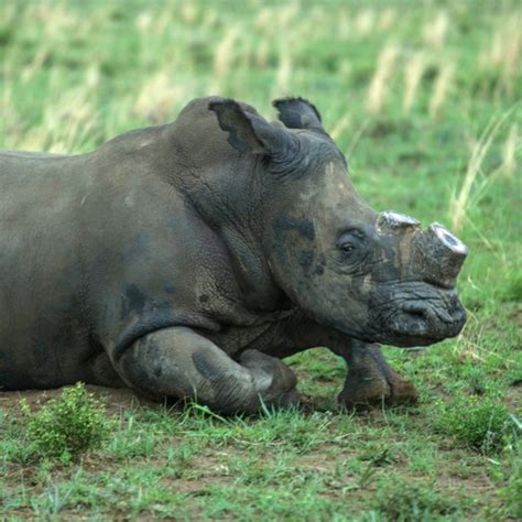 Call to legalise rhino horn trade splits world's environmentalists ...