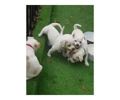 4 Jack Chi Puppies for Christmas - Puppies for Sale Near Me