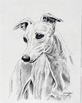 Whippet Coloring Pages sketch template