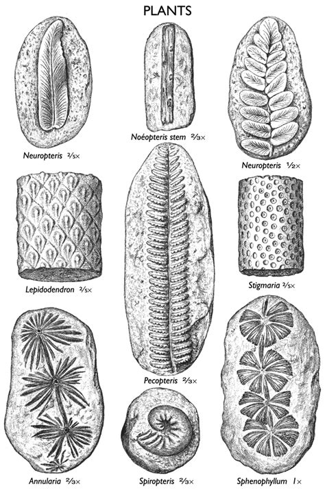 300 million year old fossil plant remains of fast-growing ferns and ...