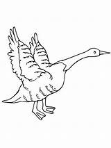 Flying Goose Coloring Page Pages sketch template