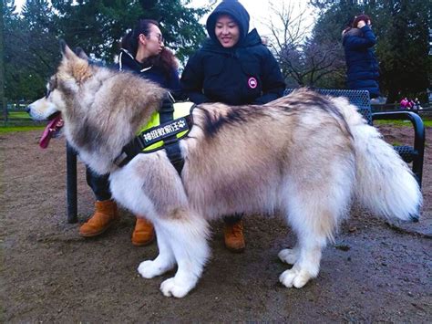 Alaskan Malamute Dog Size - Pets Lovers