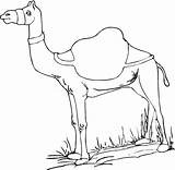 Arabian Camel Coloring Page Pages sketch template