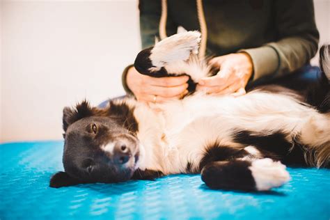 Unleash the Power of Touch: The Magic of Dog Massage — - CityDog Seattle