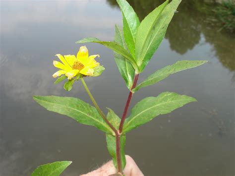 Emergent Aquatic Plants | Outdoor Alabama