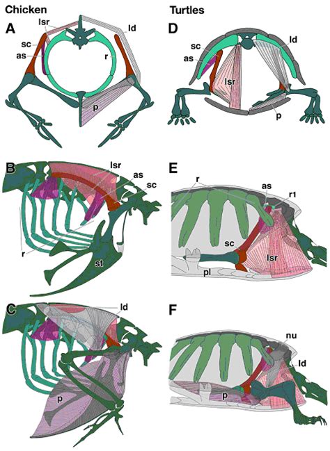 Anatomy Of A Turtle Shell - Anatomical Charts & Posters