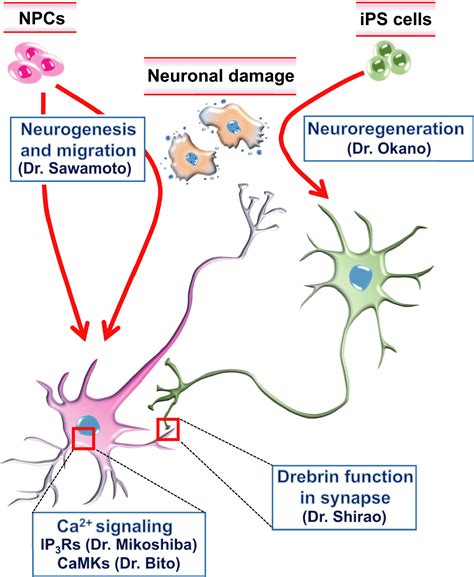 Issue Information - 2017 - Journal of Neurochemistry - Wiley Online Library