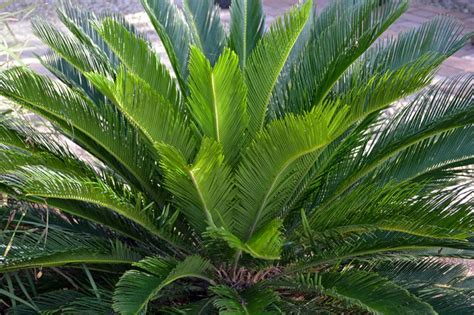 18 Small or Dwarf Palm Trees: Perfect Addition To A Garden ...