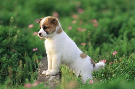 Cute Dog Wallpapers on WallpaperDog