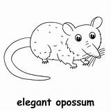 Opossum Coloring Page sketch template