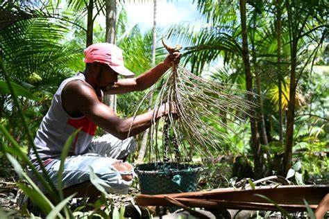 Açaí Berry Brings Bittersweet News to Amazon Rainforest Communities