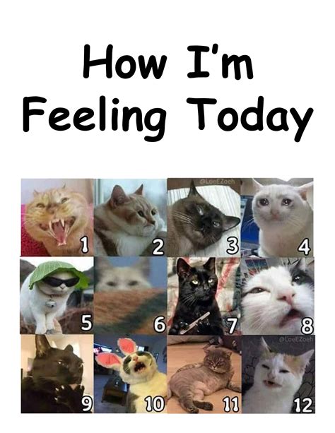 70以上 how are you feeling today cat meme 131124-How are you feeling today cat meme - Blogpictjpvlq8