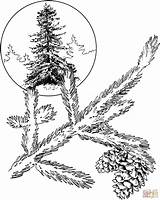 Red Spruce coloring page  Free Printable Coloring Pages sketch template
