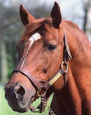 SECRETARIAT 1973 KENTUCKY DERBY WINNER 8x10 PHOTO | eBay