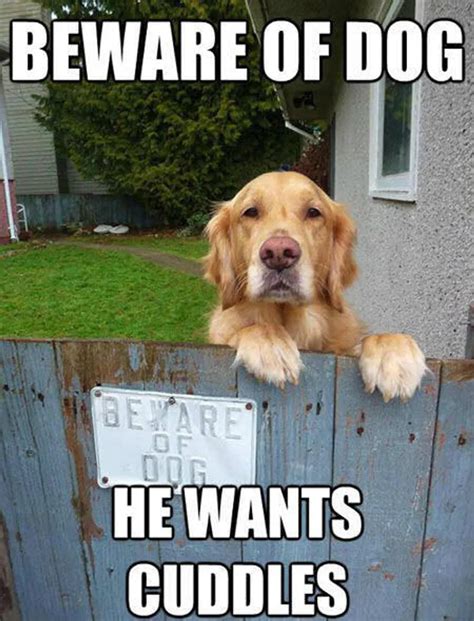 12 Best Golden Retriever Memes | Dog memes, Funny animal pictures, Cute dogs