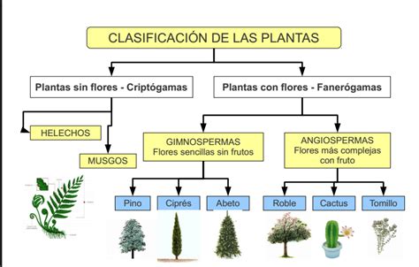 Clasificación de las plantas - Cajón de Sastre.CEIP Ginés Morata