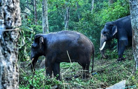 3 பேரை கொன்ற யானை - ‘கும்கி’ உதவியால் பிடிபட்டது | The elephant that killed 3 people was caught ...