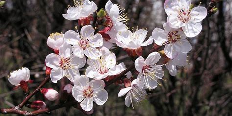 Prunus armeniaca - description and flowering period, general ...