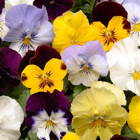 Pansy Flower Garden Seeds - Cool Wave Series - Color Mix - 100 Seeds - Annual Flower Gardening ...