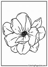 Magnolia Coloring Pages 20 Free PDF Printables  List sketch template