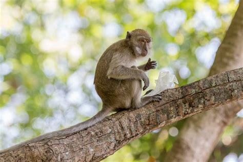 Brown Monkey on Tree Branch · Free Stock Photo