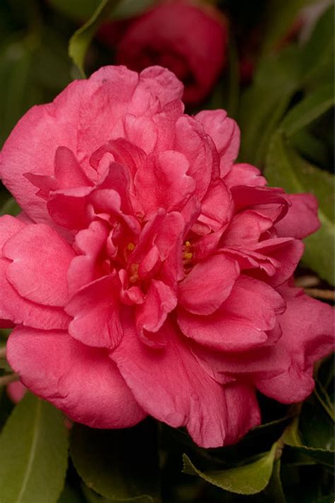 Buy Alabama Beauty Camellia | FREE SHIPPING | Wilson Bros Gardens | 3 ...