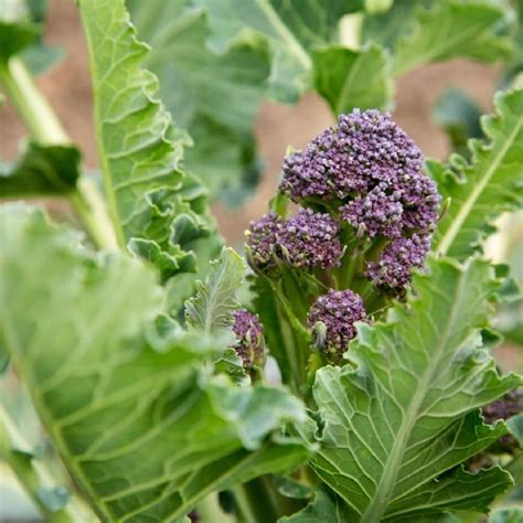 Late Harvest Purple Sprouting Broccoli Seeds Ireland