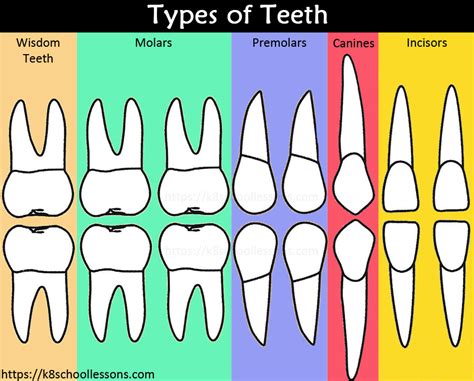 Types of Teeth – K8Schoollessons.com.au K8Schoollessons.com.au