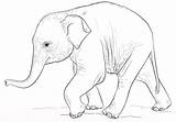 Baby Elephant Walking Coloring Page  Free Printable Pages For sketch template