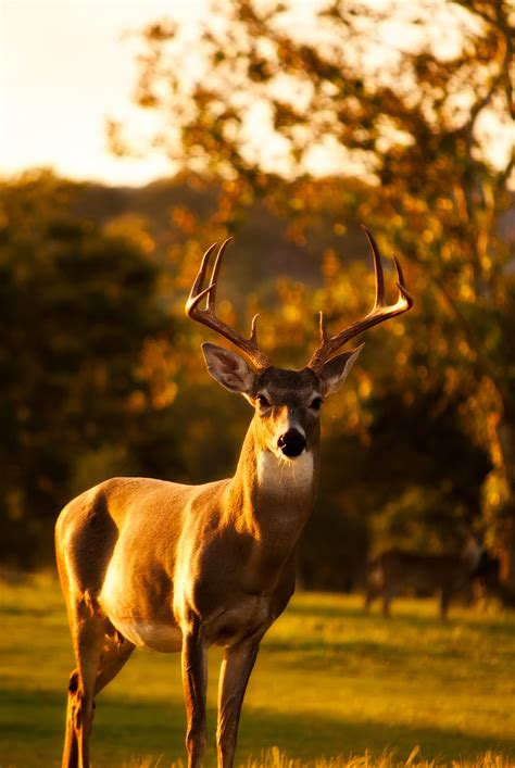 Free Images : landscape, nature, forest, fall, animal, wildlife, stag, autumn, mammal, fauna ...