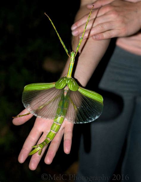 Eurycnema goliath, the Goliath stick insect, one of the largest stick insects in Australia ...