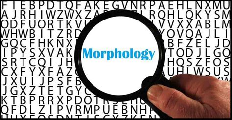 What is Morphology in Linguistics? - Literary English