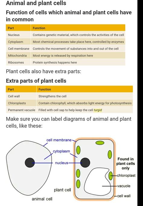 Functions Of Plant Cell Parts