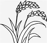 Rice Plant Coloring Page  Team sketch template