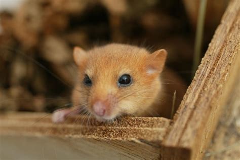 Small rodent species may become endangered