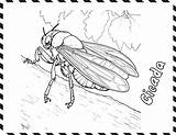 Premium Vector  Cicada coloring Page For Kids sketch template