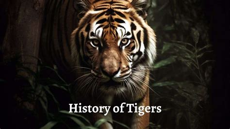 History of Tigers. The history of tigers is a captivating… | by Anshul ...