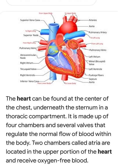 Human Heart Diagram Explain - humanejulk