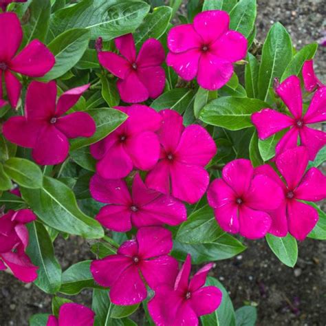 Vinca – Pinetree Garden Seeds